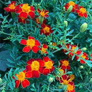 Red Gem Marigold