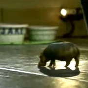 House Hippo