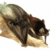 Gould&#39;s Wattled Bat