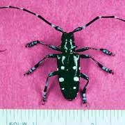 Asian Longhorn Beetle