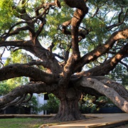 Treaty Oak (Jacksonville)