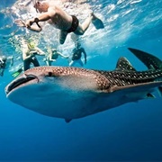 Whale Shark Watching
