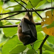 Vanikoro Flying Fox