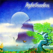 Aphélandra - Aphélandra