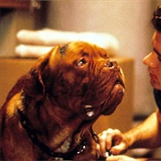 Hooch (Turner & Hooch, 1989)