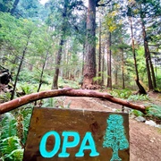Opa - The Ancient Tree, Bowen Island, BC, Canada