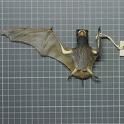 Ansorge's Free-Tailed Bat