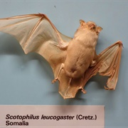 White-Bellied Yellow Bat