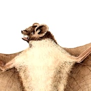 Rüppell's Bat