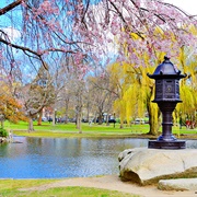 Boston Common Public Garden