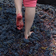 Go Grape Stomping at a Vineyard