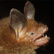 Van Gelder's Bat