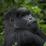 Mountain Gorilla