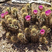 Hedgehog Cactus