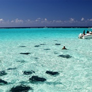 Stingray City, Grand Cayman