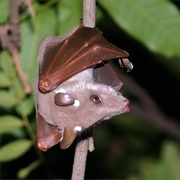 Peters's Fruit Bat