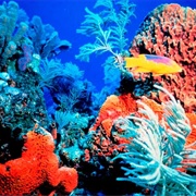 Andros Barrier Reef, Bahamas