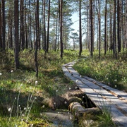 Puurijärvi and Isosuo National Park