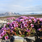 Purple Saxifrage (Saxifraga Oppositifolia)