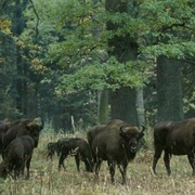 Białowieża National Park, Poland