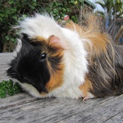 Abyssinian Guinea Pig