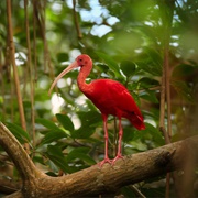 Caroni Bird Sanctuary, Trinidad & Tobago