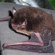 Wall-Roosting Mouse-Eared Bat