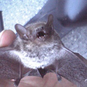 Japanese House Bat