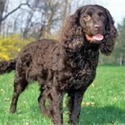 American Water Spaniel