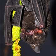 Seba's Short-Tailed Bat