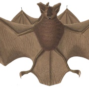 Long-Legged Bat