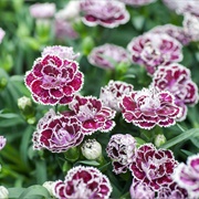 Carnation