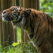 Welsh Mountain Zoo, Colwyn Bay, Wales, UK