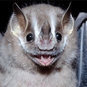 Brazilian Free-Tailed Bat