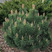 Bog Pine (Pinus Mugo)