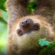 Two-Toed Sloth