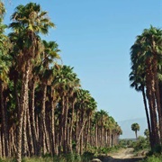 California Fan Palm