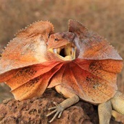 Frilled Lizard