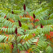 Staghorn Sumac (Rhus Typhina)