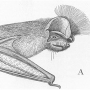 Chapin's Free-Tailed Bat