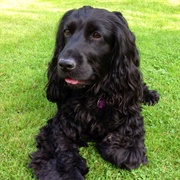 English Cocker Spaniel