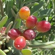 Nitre Bush (Nitraria Retusa)