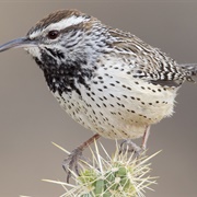 Cactus Wren