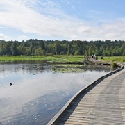 Burnaby Lake, BC, Canada