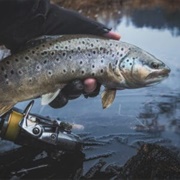 Brook Trout