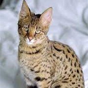 Most Expensive Cat Breed (Ashera)