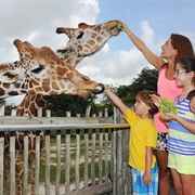 Zoo Miami, Florida, USA