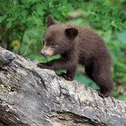 Bear Cub