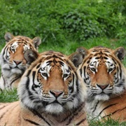 ZSL Whipsnade Zoo, England