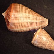 Fig Cone Shell